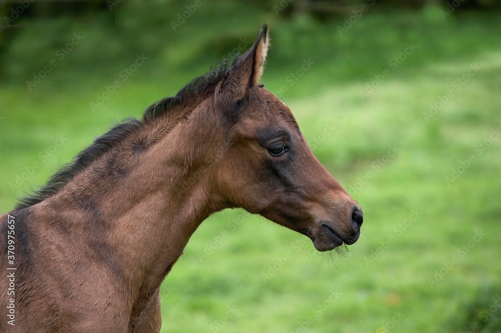 Akhal Teke, Horse Breed from Turkmenistan, Foal Akhal Teke, Horse Breed from Turkmenistan, Foal