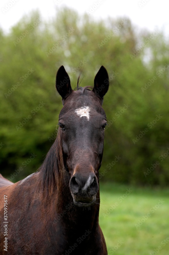 Fototapeta premium Akhal Teke, Horse Breed from Turkmenistan, Portrait of Mare