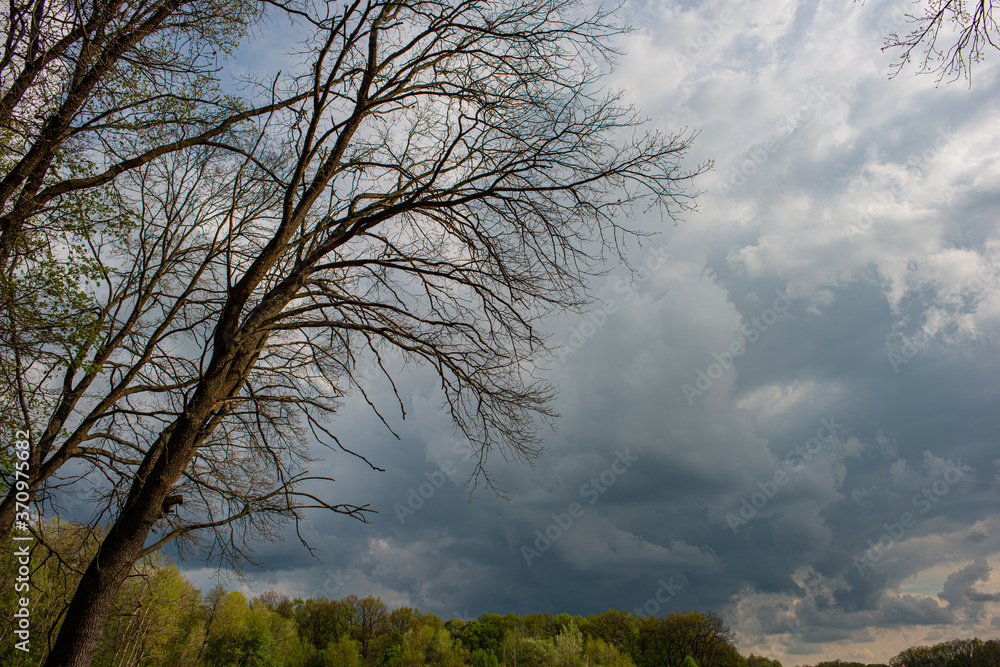 Branches and trees on the background of rain clouds and forests. Branches and trees on the background of rain clouds and forests.