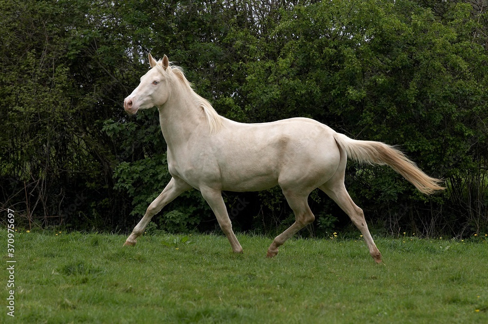 Akhal Teke, Horse Breed from Turkmenistan, Adult Akhal Teke, Horse Breed from Turkmenistan, Adult