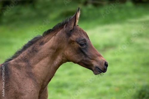 Akhal Teke, Horse Breed from Turkmenistan, Foal
