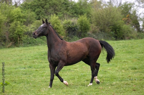 Akhal Teke, Horse Breed from Turkmenistan, Mare