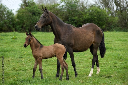 Akhal Teke, Horse Breed from Turkmenistan, Mare with Foal
