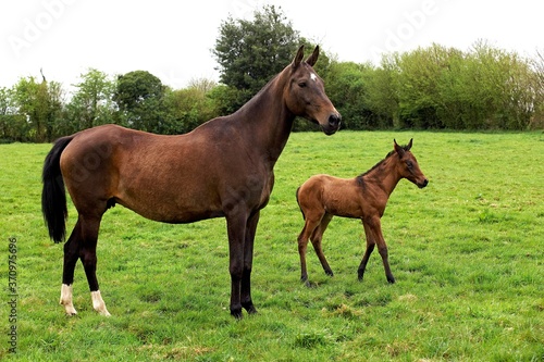Akhal Teke  Horse Breed from Turkmenistan  Mare with Foal