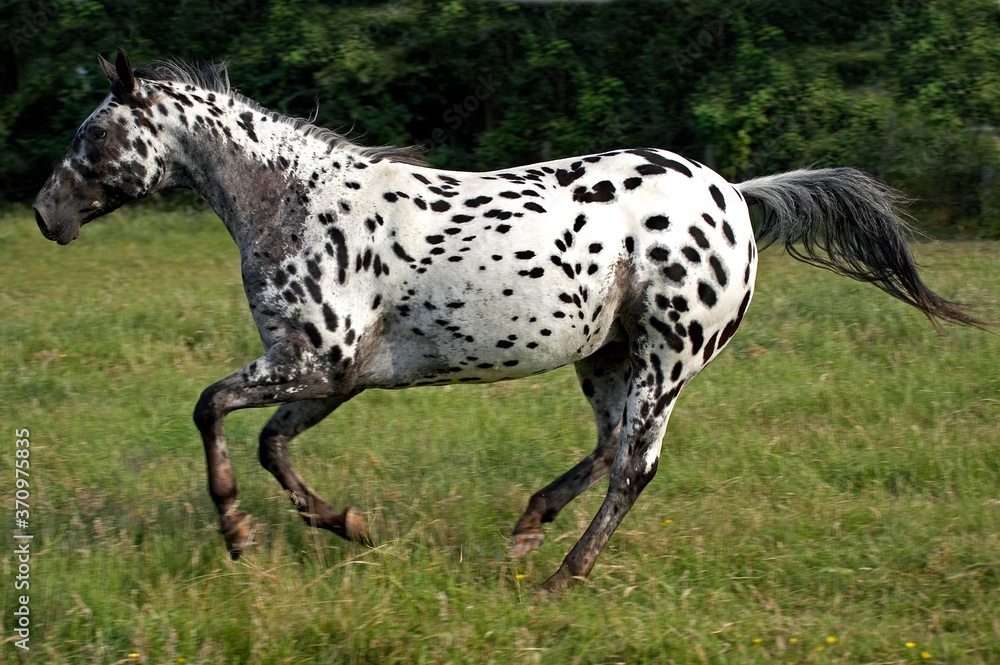 Appaloosa Horse, Adult Galloping through Meadow
