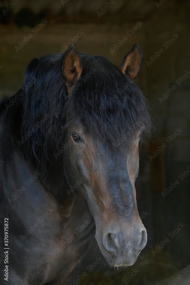 Fototapeta premium Pure Spanish Horse, Portrait