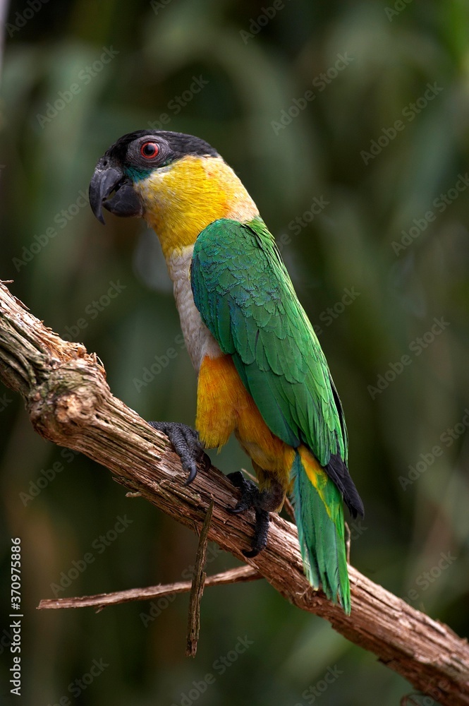 Fototapeta premium Black Headed Parrot, pionites melanocephala, Adult standing on Branch