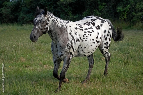 Appaloosa Horse, Adult Trotting through Meadow