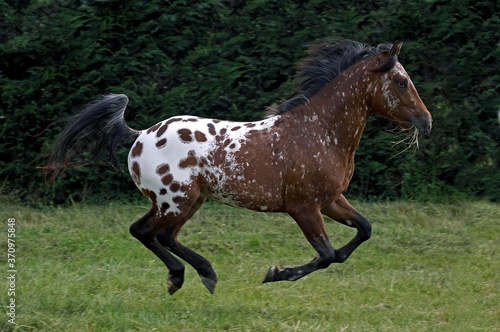 Appaloosa Horse  Adult Galloping through Meadow