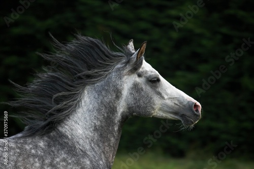 Arabian Horse  Adult with Mane in the Wind