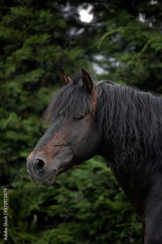 Pure Spanish Horse, Portrait © slowmotiongli