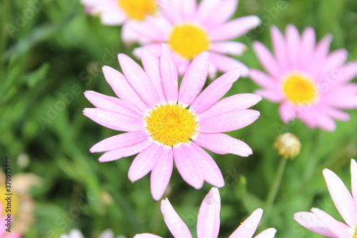 pink flowers