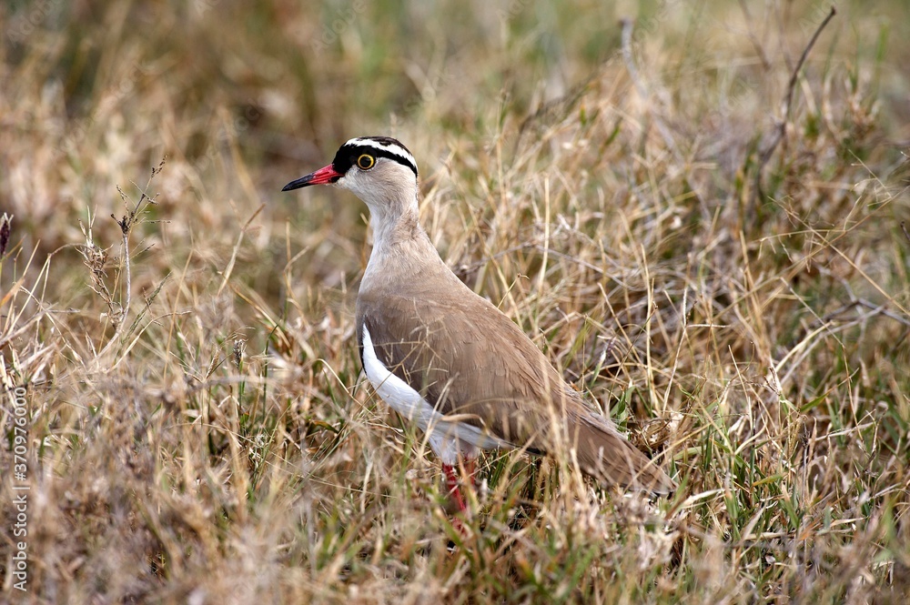 Crowned Lapwing or Crowned Plover, vanellus coronatus, Adult standing in Dry Grass, Nakuru Park in Kenya Crowned Lapwing or Crowned Plover, vanellus coronatus, Adult standing in Dry Grass, Nakuru Park in Kenya