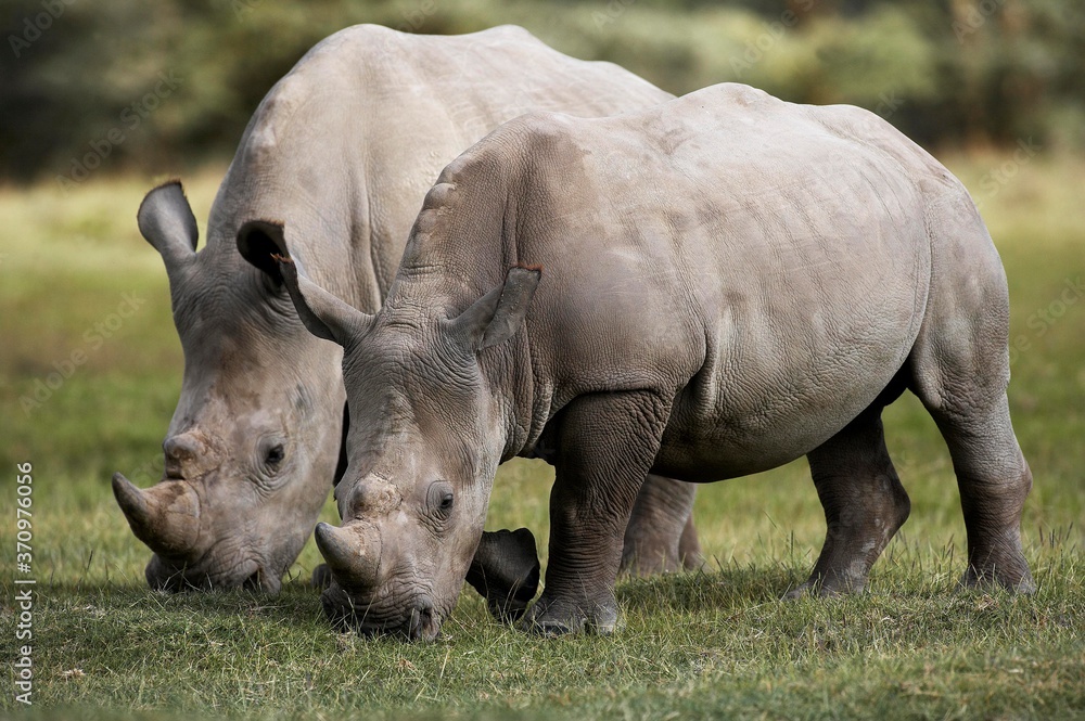 White Rhinoceros, ceratotherium simum, Adults eating Grass, Nakuru Park in Kenya White Rhinoceros, ceratotherium simum, Adults eating Grass, Nakuru Park in Kenya