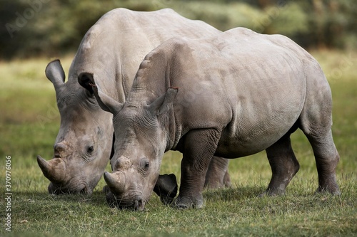 White Rhinoceros  ceratotherium simum  Adults eating Grass  Nakuru Park in Kenya