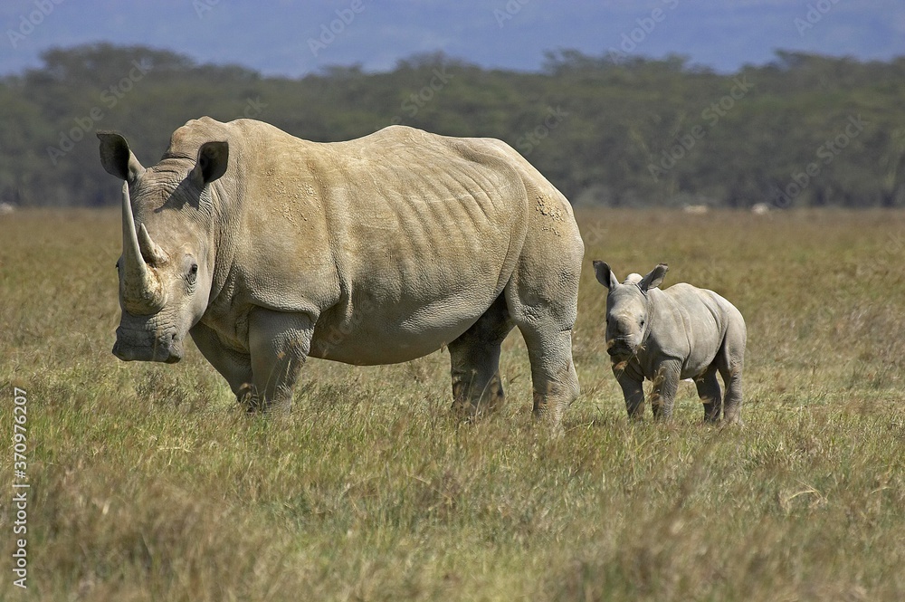 White Rhinoceros, ceratotherium simum, Female with Calf, Nakuru Park in Kenya White Rhinoceros, ceratotherium simum, Female with Calf, Nakuru Park in Kenya