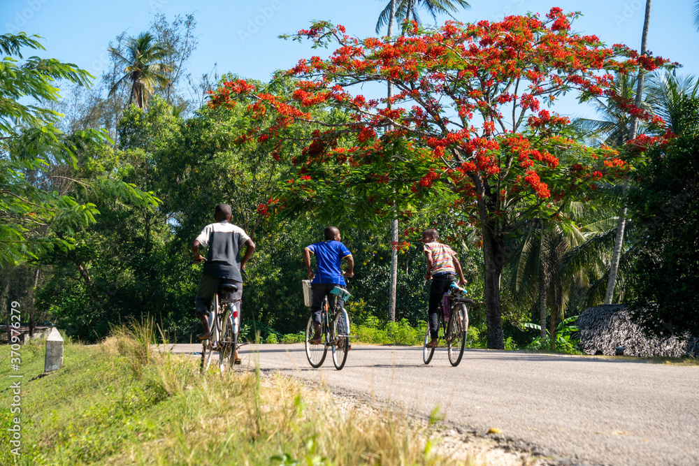 Black African Boys on Bicycles in front of African Umbrella Shape Acacia Delonix royal tree near the Road at Pemba island, Zanzibar, Tanzania. Large blooming red flowers tree with a spreading crown