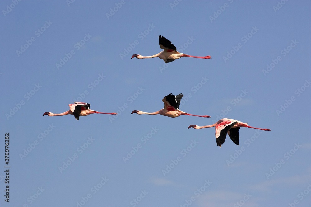 Fototapeta premium Lesser Flamingo, phoenicopterus minor, Group in Flight, Nakuru Lake in Kenya