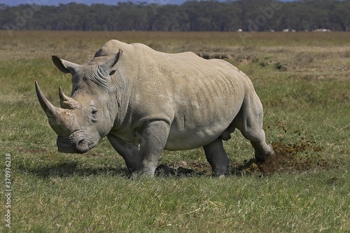 White Rhinoceros, ceratotherium simum, Adult scattering Dung, Nakuru Park in Kenya