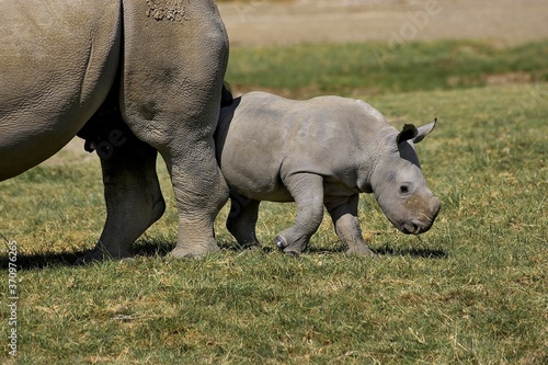 White Rhinoceros, ceratotherium simum, Female with Calf, Nakuru Park in Kenya