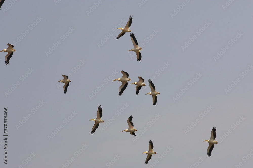 Great White Pelican, pelecanus onocrotalus, Group in Flight, Nakuru Lake in Kenya Great White Pelican, pelecanus onocrotalus, Group in Flight, Nakuru Lake in Kenya