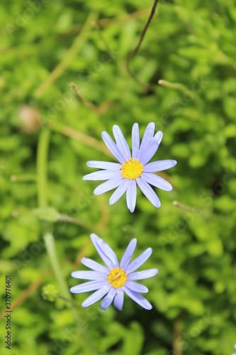 blue flower