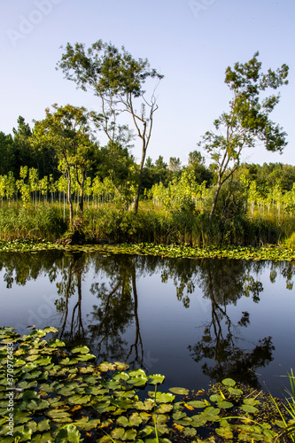 Acer, the remaining forests flooded, Sakarya's largest swamp forests north of the town of Karasu Kaynarca between Turkey Situated in one part. It is 250-1250 m wide and 7.5 km long.