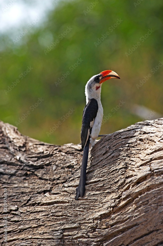 Fototapeta premium Von Der Decken's Hornbill, tockus deckeni, Adult standing on Tree Trunk, Masai Mara Park in Kenya