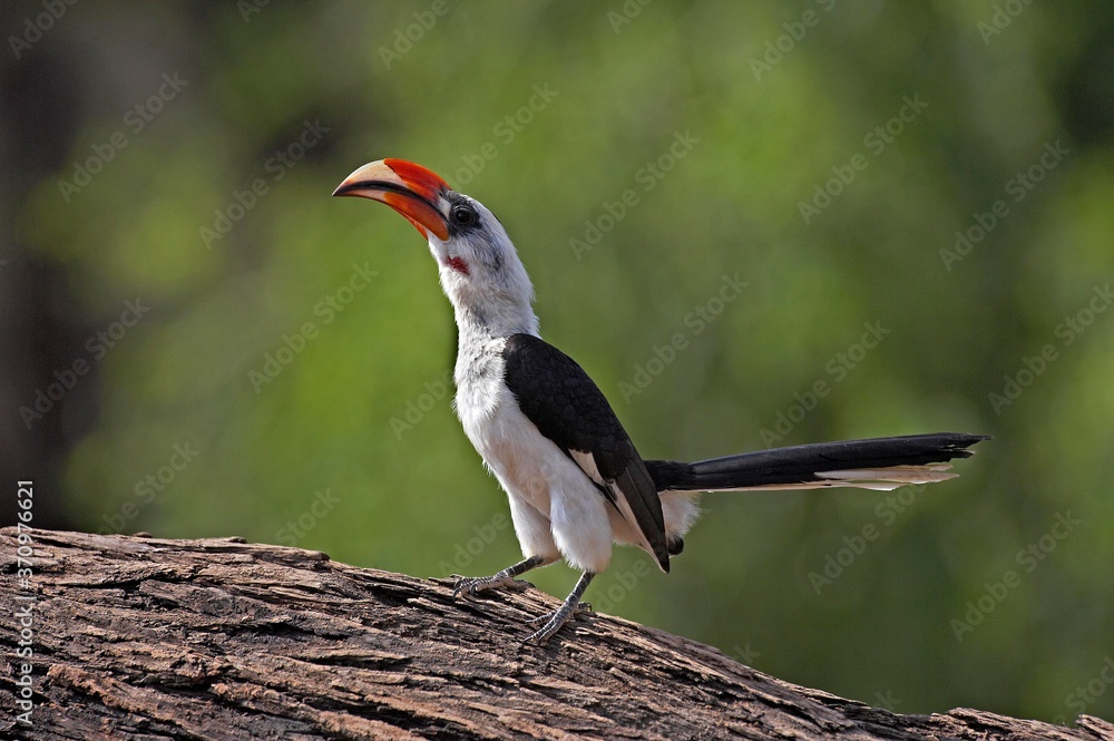 Fototapeta premium Von Der Decken's Hornbill, tockus deckeni, Adult standing on Tree Trunk, Masai Mara Park in Kenya
