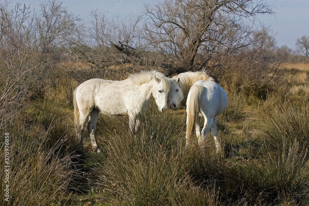 Camargue Horses standing in Swamp, Saintes Marie de la Mer in Camargue, South of France Camargue Horses standing in Swamp, Saintes Marie de la Mer in Camargue, South of France