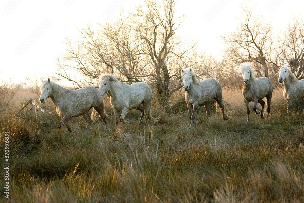 Obraz premium Camargue Horses, Herd standing in Swamp, Saintes Marie de la Mer in Camargue, South of France