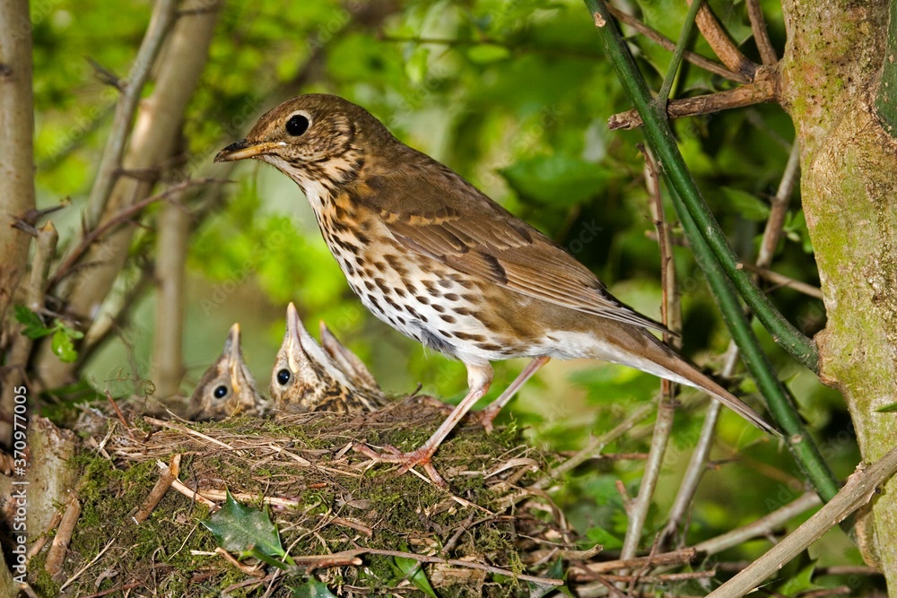 Song Thrush, turdus philomelos, Adult with Chicks at Nest, Normandy - obrazy, fototapety, plakaty 