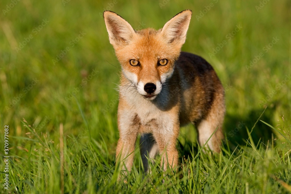 Red Fox, vulpes vulpes, Adult standing on Grass, Normandy Red Fox, vulpes vulpes, Adult standing on Grass, Normandy