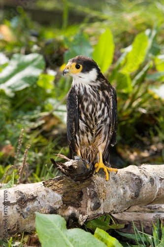 Eurasian Hobby, falco subbuteo, Adult with House sparrow in its Claws, Normandy