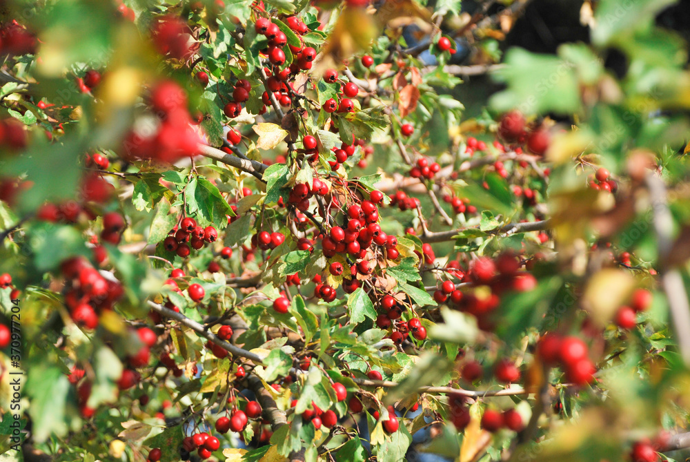 Red berries and branches of hawthorn, harvest