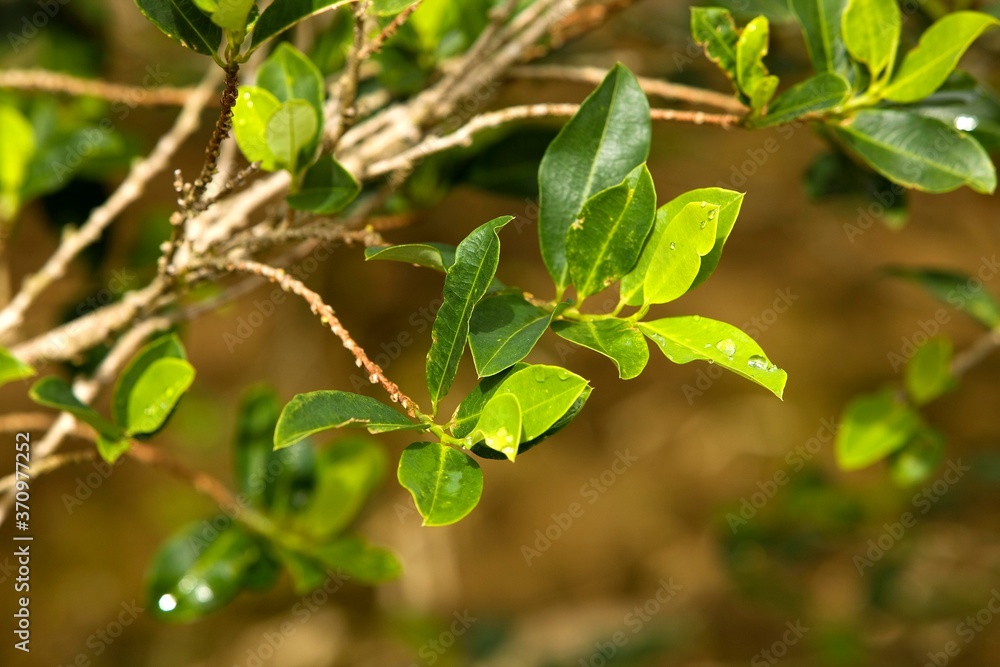 Coca, erythroxylum coca, Leaves for Cocaine production, Peru Coca, erythroxylum coca, Leaves for Cocaine production, Peru