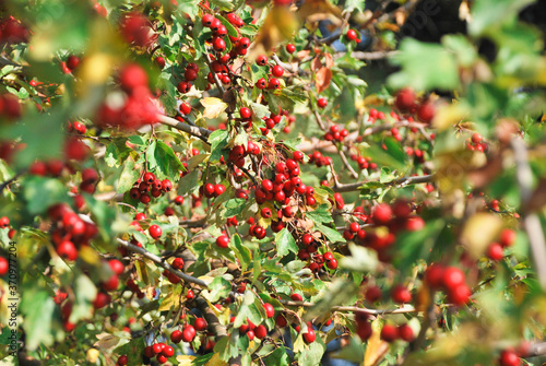 Red berries and branches of hawthorn, harvest