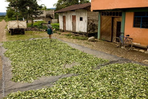 Coca, erythroxylum coca, Cocaine production, Drying leaves at Pilcopata Village, Andes, Peru photo