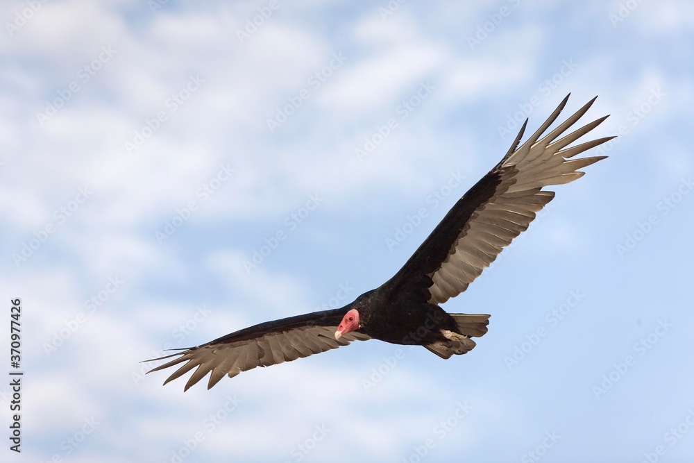 Obraz premium Turkey Vulture, cathartes aura, Adult in Flight, Paracas National Park in Peru