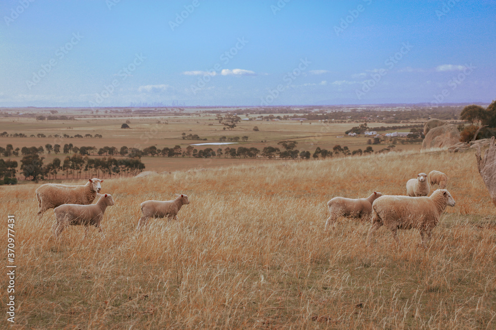 sheep grazing in the field