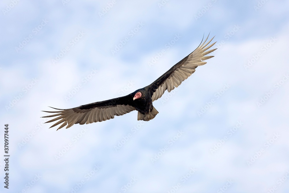 Obraz premium Turkey Vulture, cathartes aura, Adult in Flight, Paracas National Park in Peru