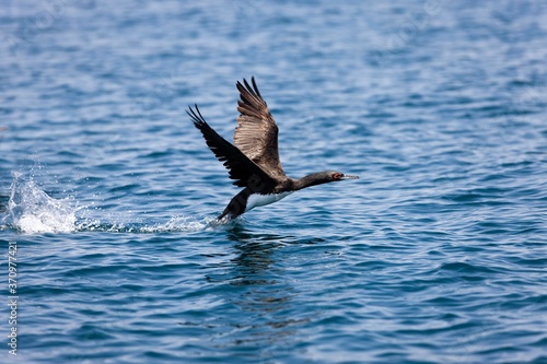 Guanay Cormorant, phalacrocorax bougainvillii, Adult in Flight, Ballestas Islands in Paracas National Park, Peru