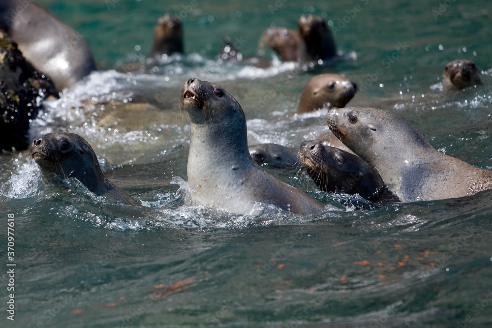Fototapeta premium South American Sea Lion or Southern Sea Lion, Group of Females standing in Water, otaria byronia, Paracas National Park in Peru