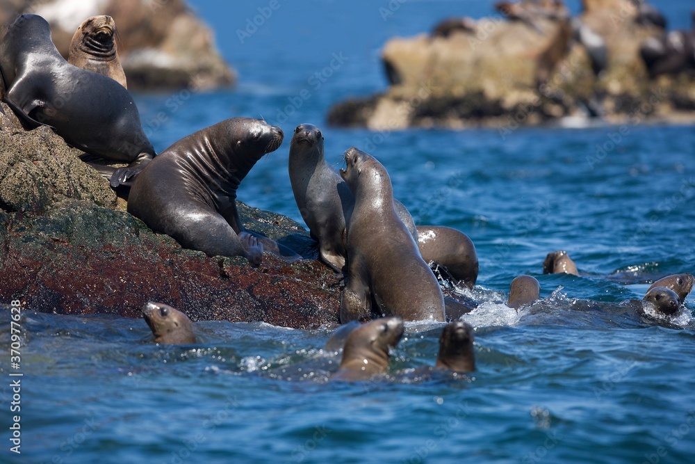 Fototapeta premium South American Sea Lion or Southern Sea Lion, Females standing on Rocks, otaria byronia, Paracas National Park in Peru