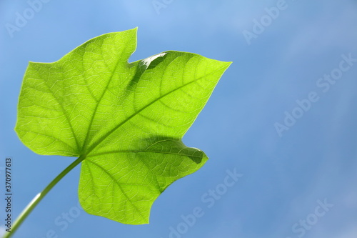 Fényképezés green leaf with blue sky