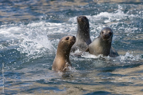 South American Sea Lion or Southern Sea Lion  otaria byronia  Group of Female standing in Water  Paracas National Park in Peru