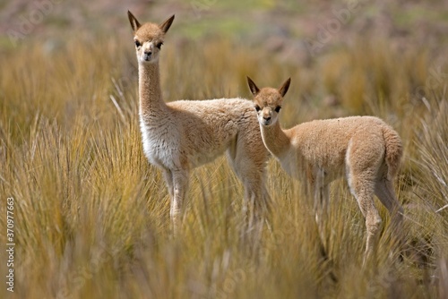 Foto Vicuna, vicugna vicugna, Female with Young, Pampas Galeras Reserve in Peru