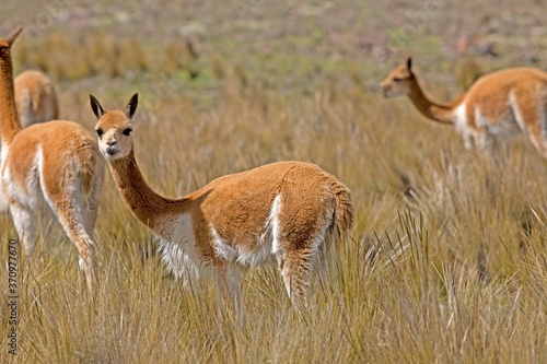 Photos Vicuna, vicugna vicugna, Pampas Galeras Reserve in Peru
