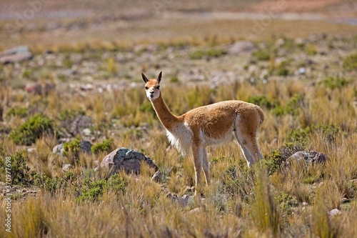 Vicuna  vicugna vicugna  Pampas Galeras Reserve in Peru