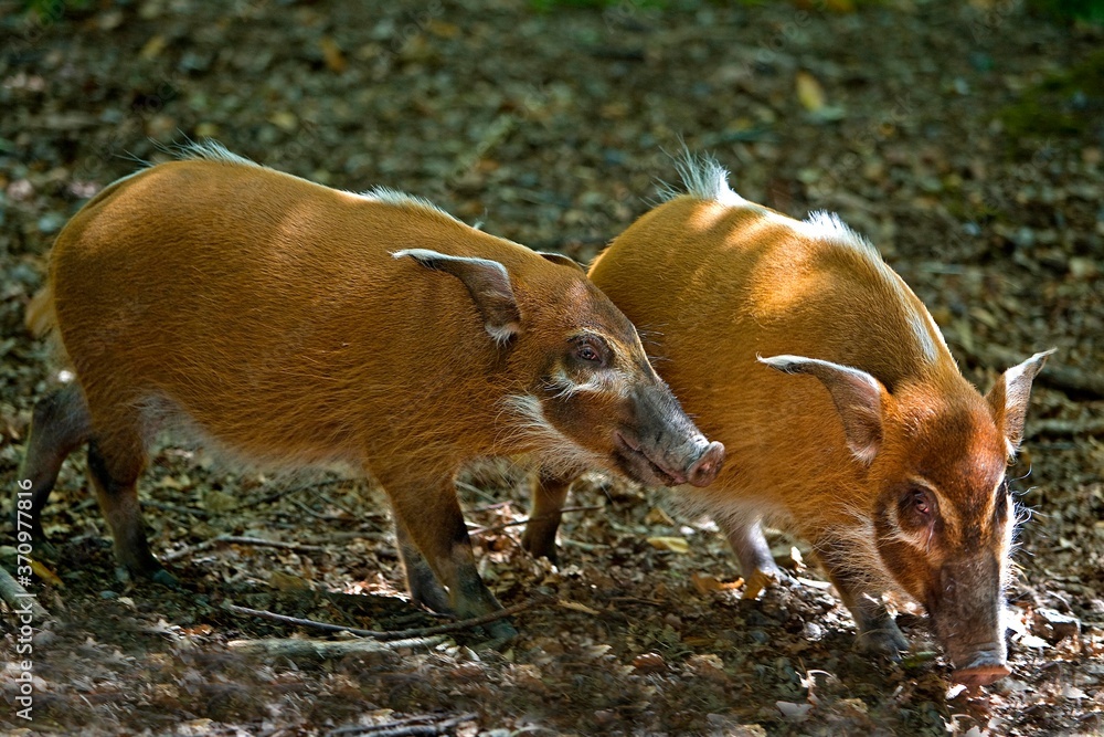 Red River Hog or Bush Pig, potamochoerus porcus, Adults Red River Hog or Bush Pig, potamochoerus porcus, Adults